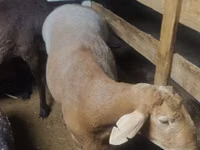Ram, Arashan sheep — photo 2