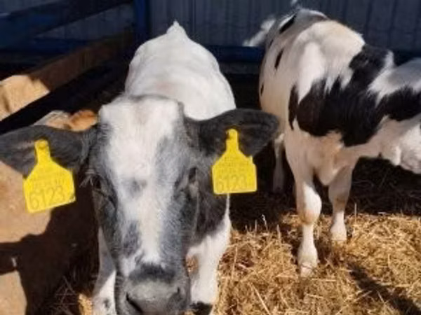 Bull, Russian Black pied cattle — Hungary