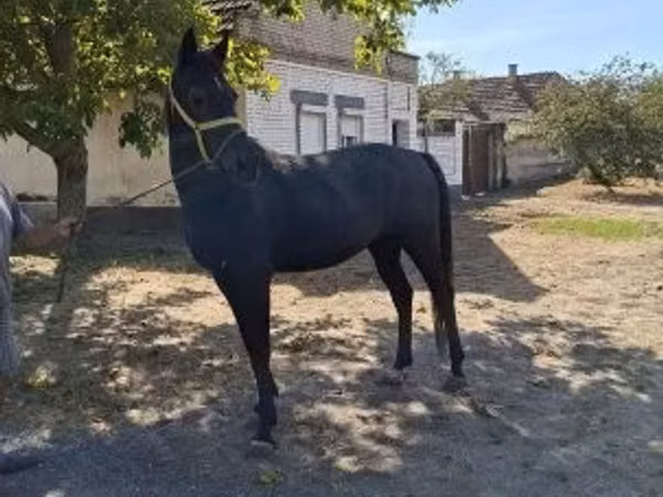 Horse (M), Horses — Hungary