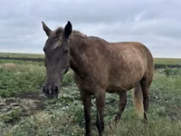 암말, Horse breed — 사진 2