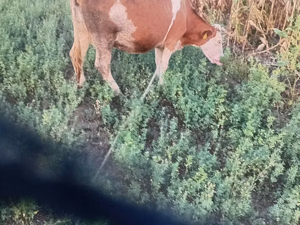 Гов, Simmental cattle — Молдова
