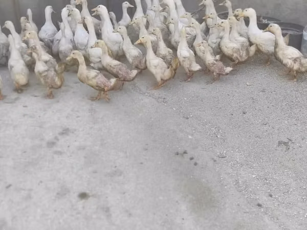 Ducks — Азербайджан