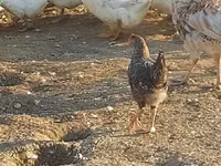 Ducks — عکس 6