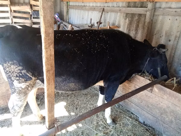 Cow, Cattle — Moldova
