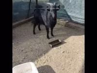 Bok, Dutch Landrace goats — foto 1