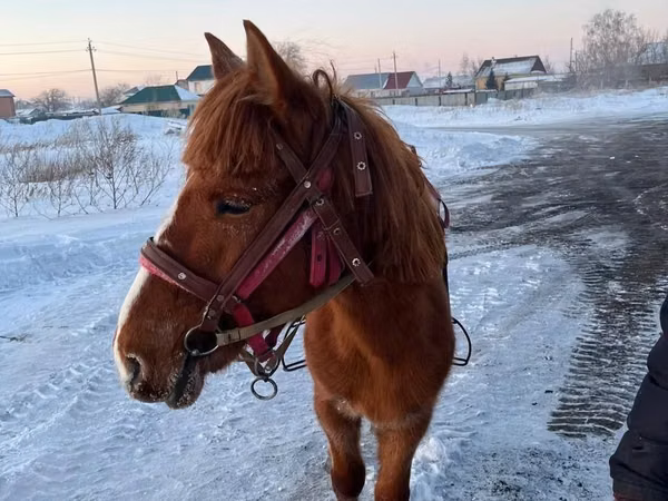 ม้าตัวผู้, Kazakh horse — คาซัคสถาน