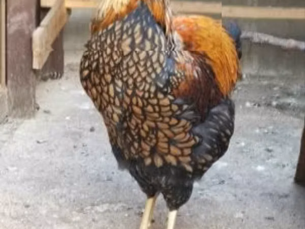 وایندوت