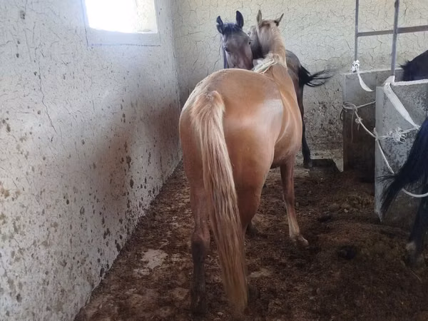 Mare, Horses — Kyrgyzstan