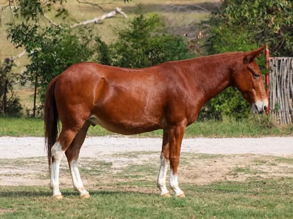 Horse (M), Mule