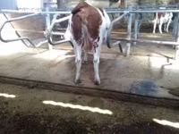 Cow, Montbéliarde — photo 8