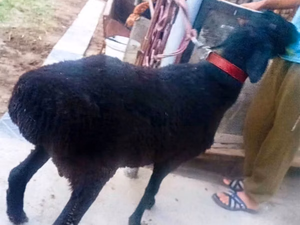 Ram, Hissar sheep