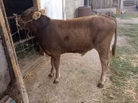 Bull, Swiss cattle — photo 2