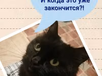 Необходимо мясо, живой скот. — φωτογραφία 5