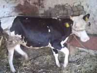 Корова, Russian Black pied cattle — фото 1
