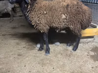 የጎትት አውራ በግ, Sheep — ፎቶ 1