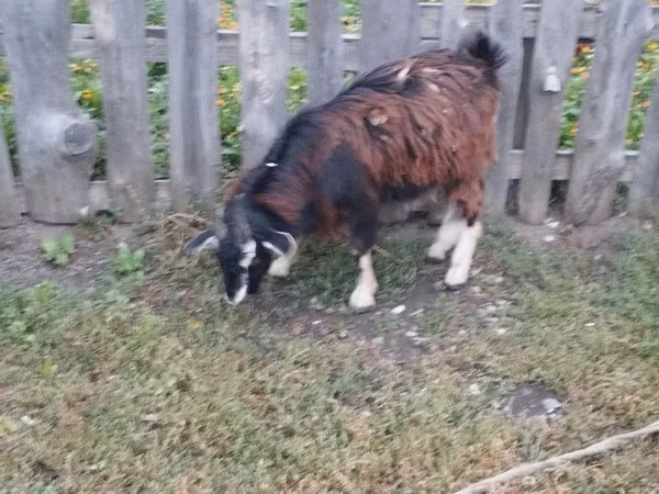 Billy Goat, Goats — Kazakhstan