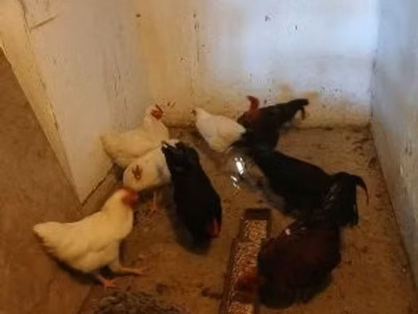 Chickens — Ungaria