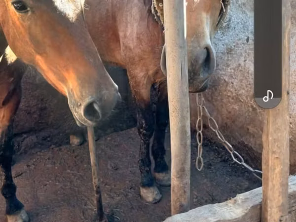 مادیان, Horse breed
