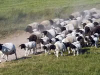 Montone, Dorper sheep — foto 3