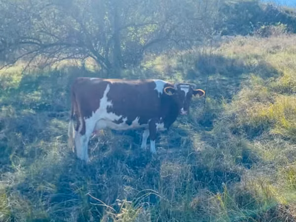 Cow, Cattle — Moldova