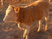 Cow, Hereford — photo 2