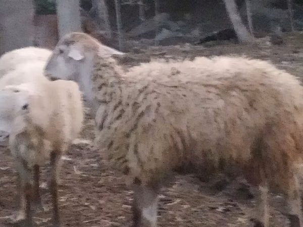 میش, گوسفند — جمهوری آذربایجان