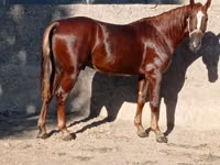 اسب نر, Karabakh horse — عکس 3