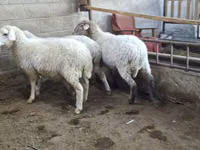 میش, Merino sheep — عکس 1
