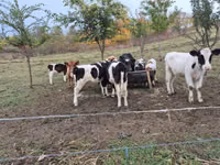 Bulle, Simmental cattle — Foto 5