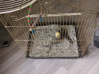 Nimfa (Cockatiel) cütü və qəfəs - Növ: Nimfa (cockatiel) — عکس 2