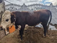 Bull, White-headed Ukrainian — photo 1