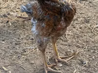 Chickens — foto 7