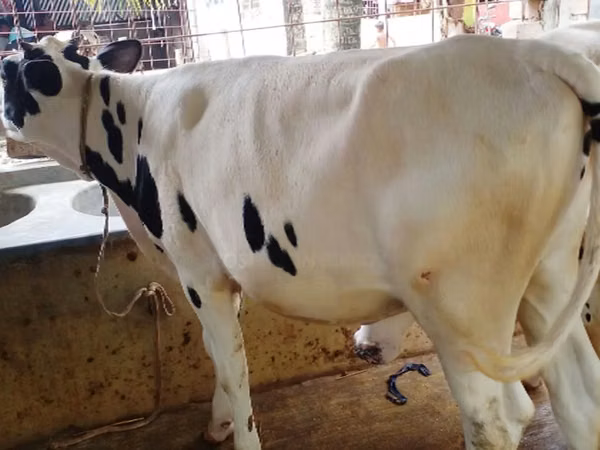 Cow, Holstein breed