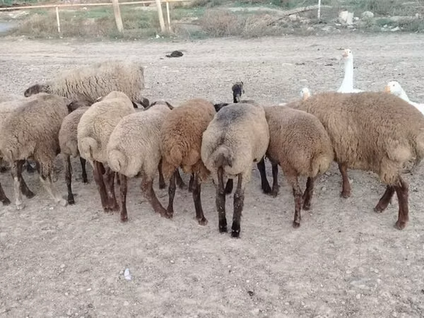 Ovce (šarže, pohlaví neuvedeno), Ovce
