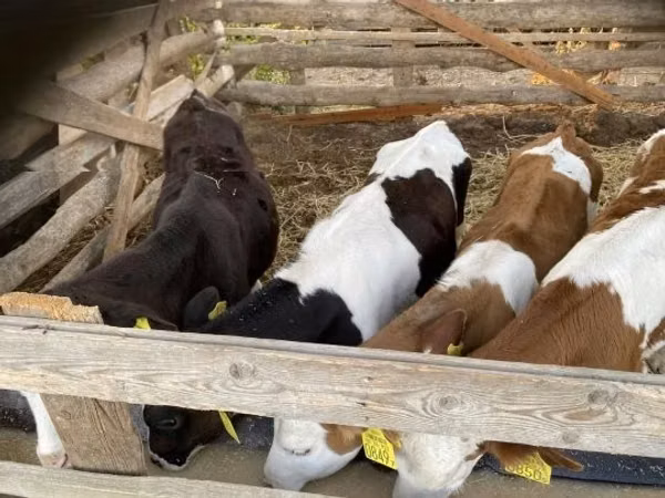 Bou, Simmental cattle — Ungaria