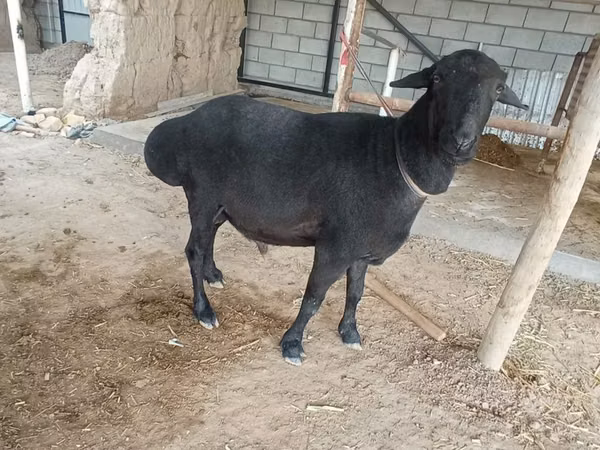 قوچ, Rhon sheep