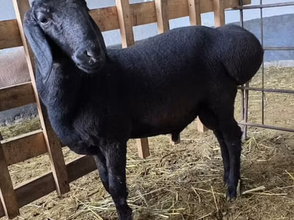 Kambing jantan, Arashan sheep