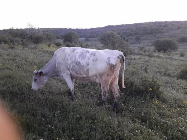Cow, Cattle — Moldova