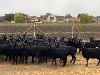 Sheep (batch, sex not specified), Racka sheep — photo 2