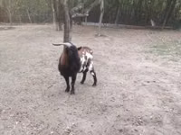 Billy Goat, Goats — photo 2