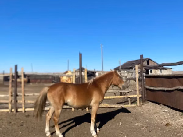 Horses (batch, sex not specified), Kazakh horse — Kazakhstan