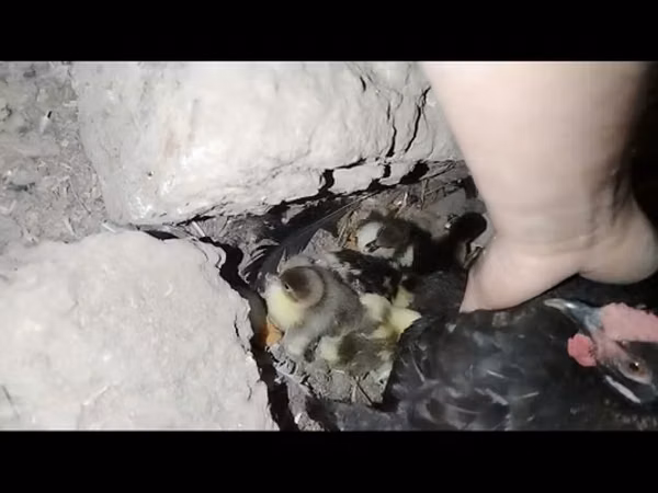Ducks — Azerbaijan