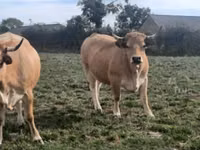 Vaca, Aubrac cattle — foto 1