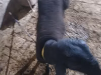 Bode, Cabras — foto 5