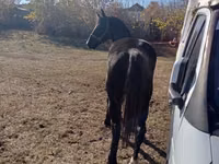 Kuda betina, Horse breed — foto 1