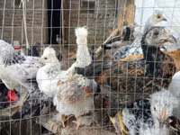 Chickens — photo 3