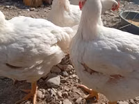 Chickens — Foto 4