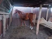 Kůň, Kazakh horse — foto 2