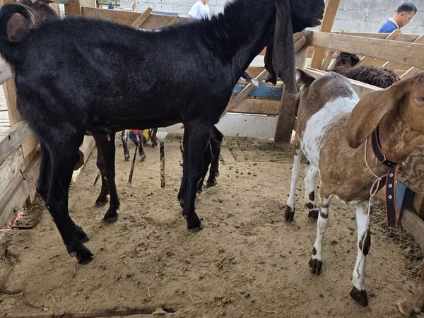 بز نر, Kamori goats
