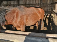 Hing, Kustanai horse — 5. fotó